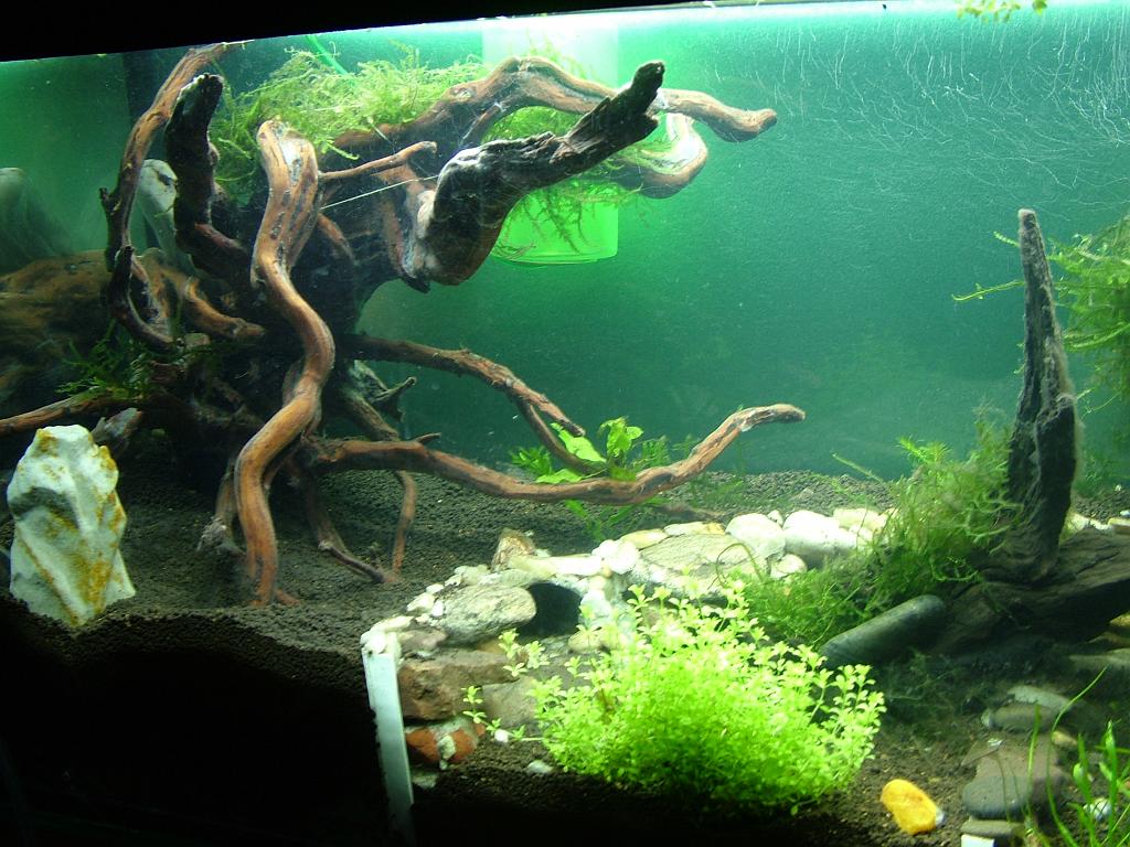 Aqua 021.jpg